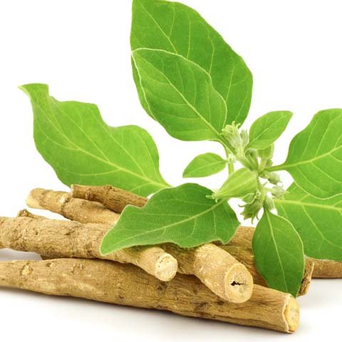 Ashwagandha root sticks with fresh green leaves - adaptogenic herb for cortisol reduction and male vitality