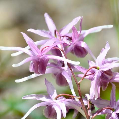 Horny Goat Weed epimedium plant with delicate purple flowers - natural icariin source for male performance